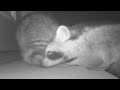 Critter Cam - Now in Video.  Cat, Skunk and Raccoons