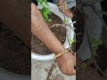 terrace garden# gardening#viral #shortvideo # Aaj Humne ki reporting bougainvillea ki