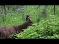 Deer eating clip