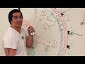 Reproductive System | Fertilization