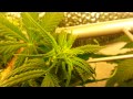 First Cannabis Grow using CFLS (UPDATE) #5