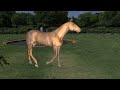 Horse Walk-Cycle 3D Animation : Blender Animation Tutorial