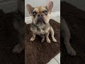 Delilah the French Bulldog  is live!