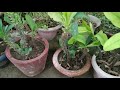 Euphorbia plant me jade patte ho jane se kaya karna chahiye 🍂🍀 Mukta ki Duniya 🌱