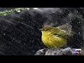 ASMR Birds Chirping and Singing in Rain | Relaxation, Sleep & Meditation To Nature Sounds | 112