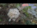 긴 줄기에 한 송이씩 핀 '버지니아아네모네'! '버지니아바람꽃'! Thimble weed!  Tall anemone!