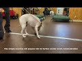 Leash manners and ecollar intro with nervous / fearful pittie mix — Balanced Dog Training