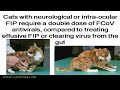 Treat feline infectious peritonitis (FIP) with pills, not injections