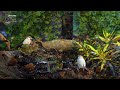 Video 8 Hours Captivating Birds And Squirrels For Cats To Enjoy - Cats Watching Birds