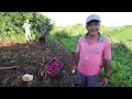 PESANDO OS PEIXES PARA VENDER + CONCERTANDO A ÁGUA NO MUQUEM