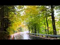 Rain sounds for sleeping | 1 Hour Raining in forest | Sleep faster with gentle sounds of rain