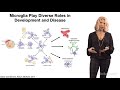 Beth Stevens (Boston Children’s) 1: Microglia States in Health and Disease