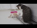 The Thrilling Face-to-Face with Baby Cats│Why did Yuni bother Soni!?
