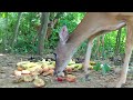 What Happens to a Pile of Bananas in the Woods? (Trail Camera)