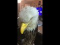 Bald eagle rescued from Kentucky backyard l ABC News