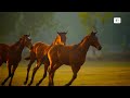 PLUMATIC | New Stallion at Usha Stud Farm