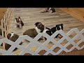 Venmo's 4 week old Boston Terrier Puppies getting really vocal when we talk.