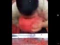 Guy eats watermelon in one second (x2 speed) #memes #funny