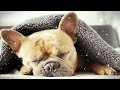 Deep Sleep Dog Music🐶💖Dog Separation Anxiety Music🐶🎵Dog Sleep Music for dogs🐶