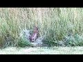 Rabbit Sighting 6/13/2024