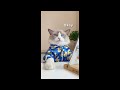 That Little Puff | Cats Make Food 😻 | Kitty God & Others | TikTok 2024 #3