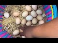 Farm Life | Satisfying harvesting ducks eggs, chicken eggs, muscovy duck eggs on the farm