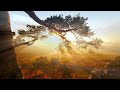 Peaceful Relaxing Guitar Music | Work Study Focus | Charm