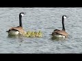 Spring Delight: Newborn Goslings Take Their First Steps!