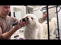 Grooming Our Maltipoo