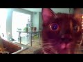 Cat was Confused when hearing owners voice from security camera. (FNAF MEME)