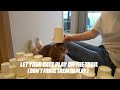 Funny Cat Paper Cup Challenge!