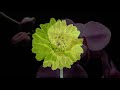 Blooming Flowers 4K Time Lapse Video with Gentle Rain Sounds 1 Hour