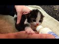 Kittens Being Bottle Fed 2015 [NEW]