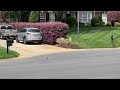 Zoysia Grass Seed Season 4 video 2