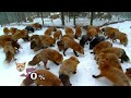 Melee Fox in a nuttshell