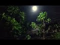 Peaceful Night with Soft Rain Sounds Without Thunder for Sleeping & Relaxation | Indonesia