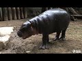 Penelope Montage- National Hippo Day