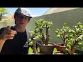 Dwarf Jade Pruning!-Let’s Give These Trees Some Shape @JboosPlants_Bonsai #plant #plants