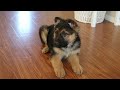 First Week With an 8 Week Old German Shepherd Puppy 🐾 💝 ~ Vlog ~ Meet My New Puppy