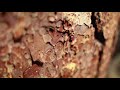 Bark Beetles Part 1 Intro