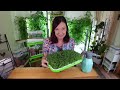 HOW TO GROW MICROGREENS AT HOME FROM START TO FINISH - ITS EASY!