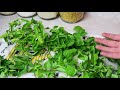 Harvesting & Preserving Basil ~ So it will grow all season long!