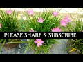 Rain Effect On Rain Lilly Plant || Rain Lilly Plant Care || #nature #garden #gardening
