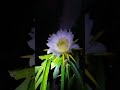 Dragonfruit flowers!