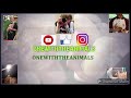 ADVENTURE WITH ONEWITHTHEANIMALS (KANGAROOS!!)