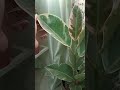 Rubber plant care tips and tricks for healthy growth/soil mix,watering, temperature & propagation 🌱