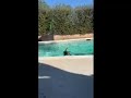 One year old Chocolate Lab just learning to swim