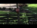 Eastern Bluebirds Nesting in Home Made Nestbox - April 2022