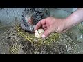 Hatching chickens from eggs naturally using five mother hens