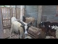 Jacob Sheep Stud for breeding in village farm